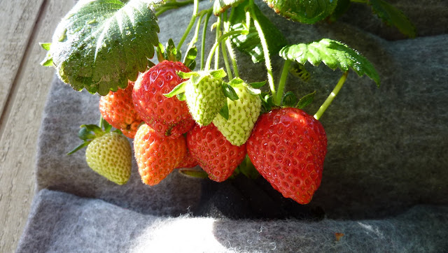 Strawberry Vertical Garden made with Florafelt Living Wall Planters - http://PlantsOnWalls.com