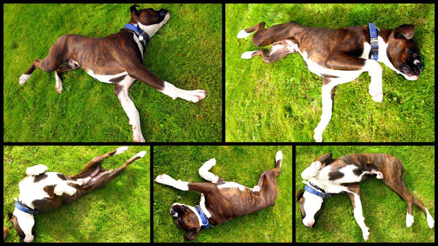 boxer dog  collage