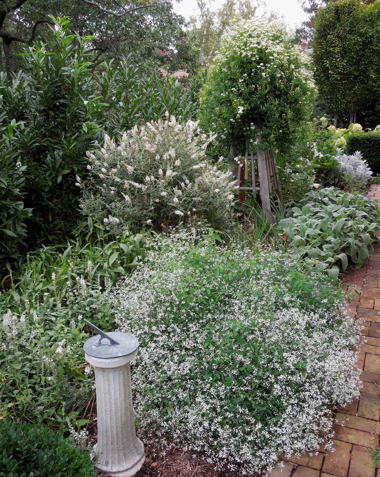 Peridotsgardenblog White Flowers And Lady Bugs In The Garden