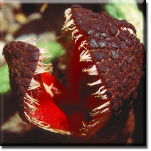 http://1.bp.blogspot.com/-dyB5gu8qMBk/TyUahLTlf6I/AAAAAAAAA3U/yOMYGDW2pHc/s1600/Hydnora_africana-SC-6.jpg