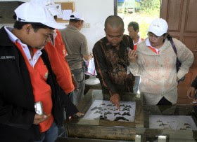 Menengok spesies kupu-kupu