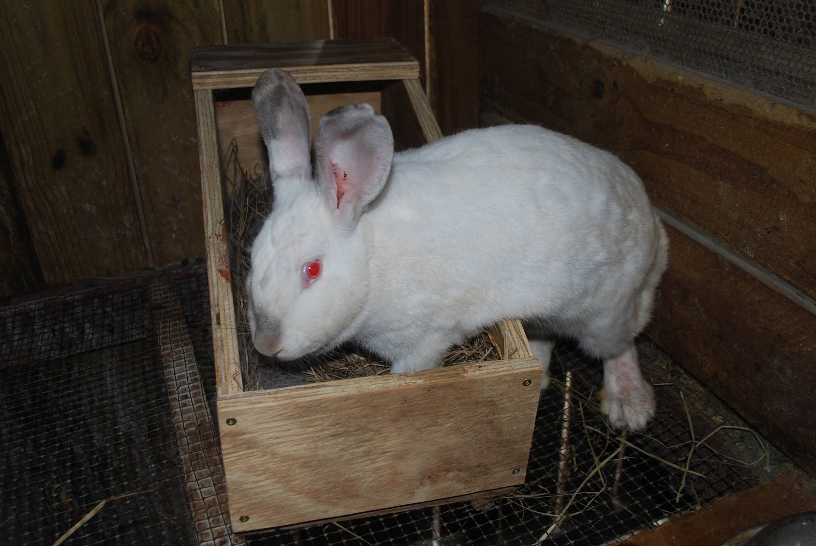 HighTail Farms Breeding like Rabbits