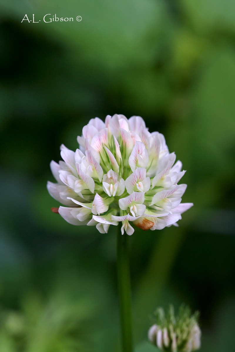 The Buckeye Botanist Running Buffalo Clover, Orchids and a Native Honeysuckle, Oh My!