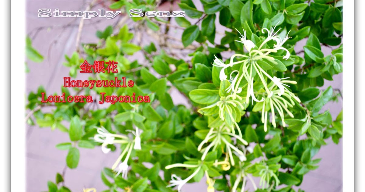 Simply Senz Antiinflammatory herb Honeysuckle flower