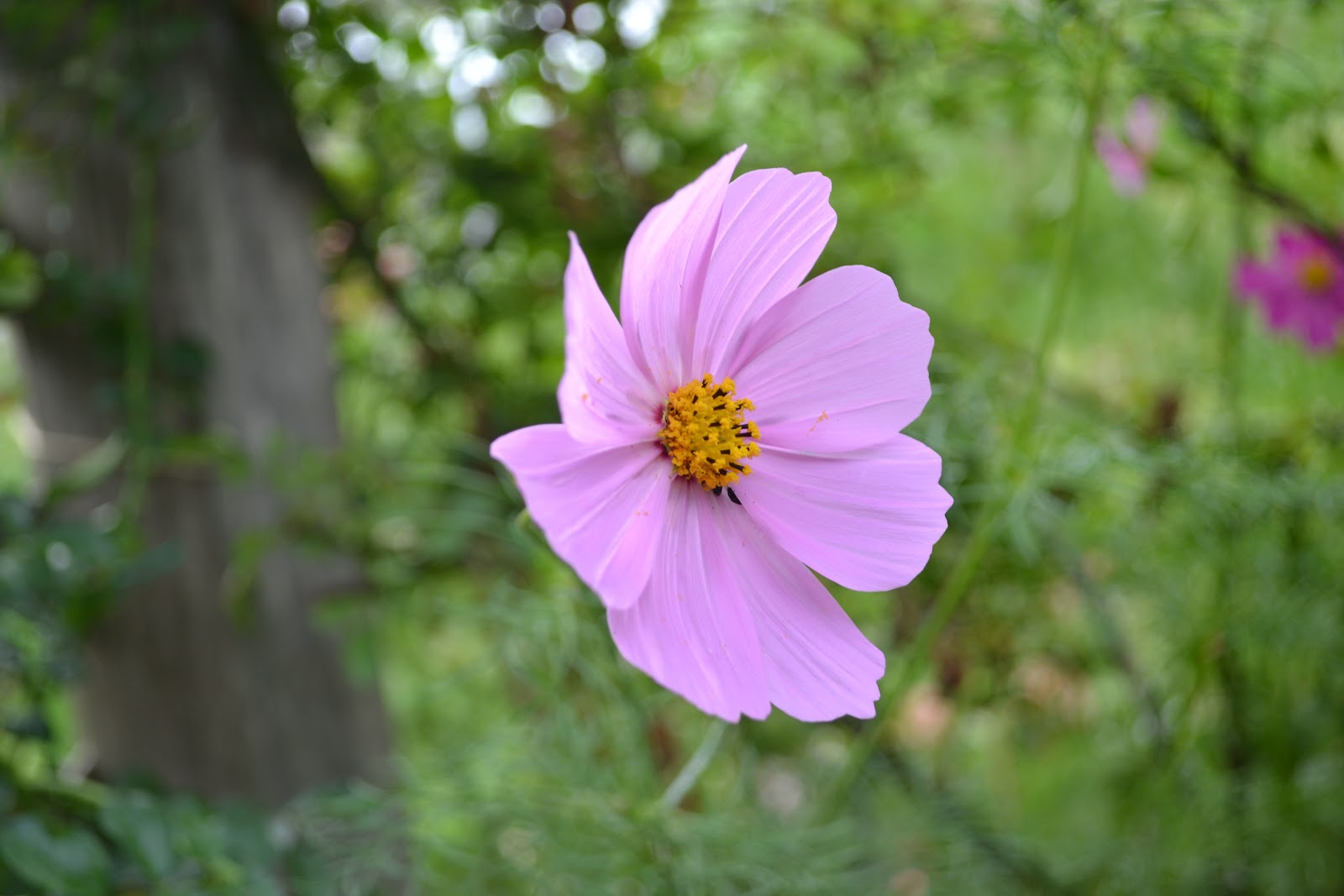 Vegans Have Superpowers Wedding