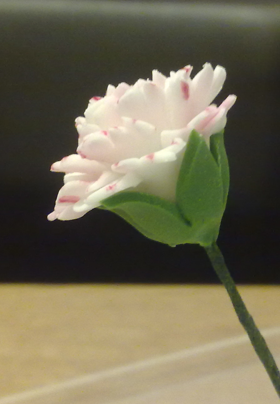 BakerLou How to make Sugar Carnations, stepbystep tutorial