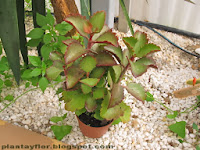 Kalanchoe sexangularis
