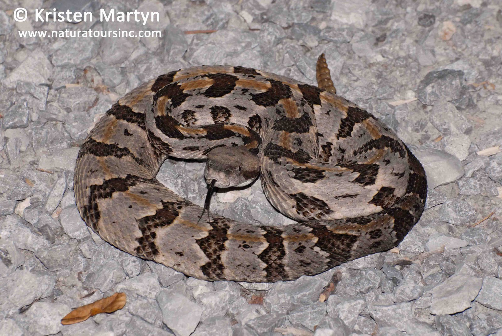 Snakes Of Illinois