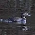 Long-tailed Duck at Bosherston