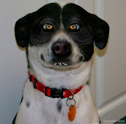 Funny dog of the week. Posted by Kathryn Sauber Photographer at 1:06 PM buster 