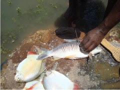 Peixes do Velho Chico