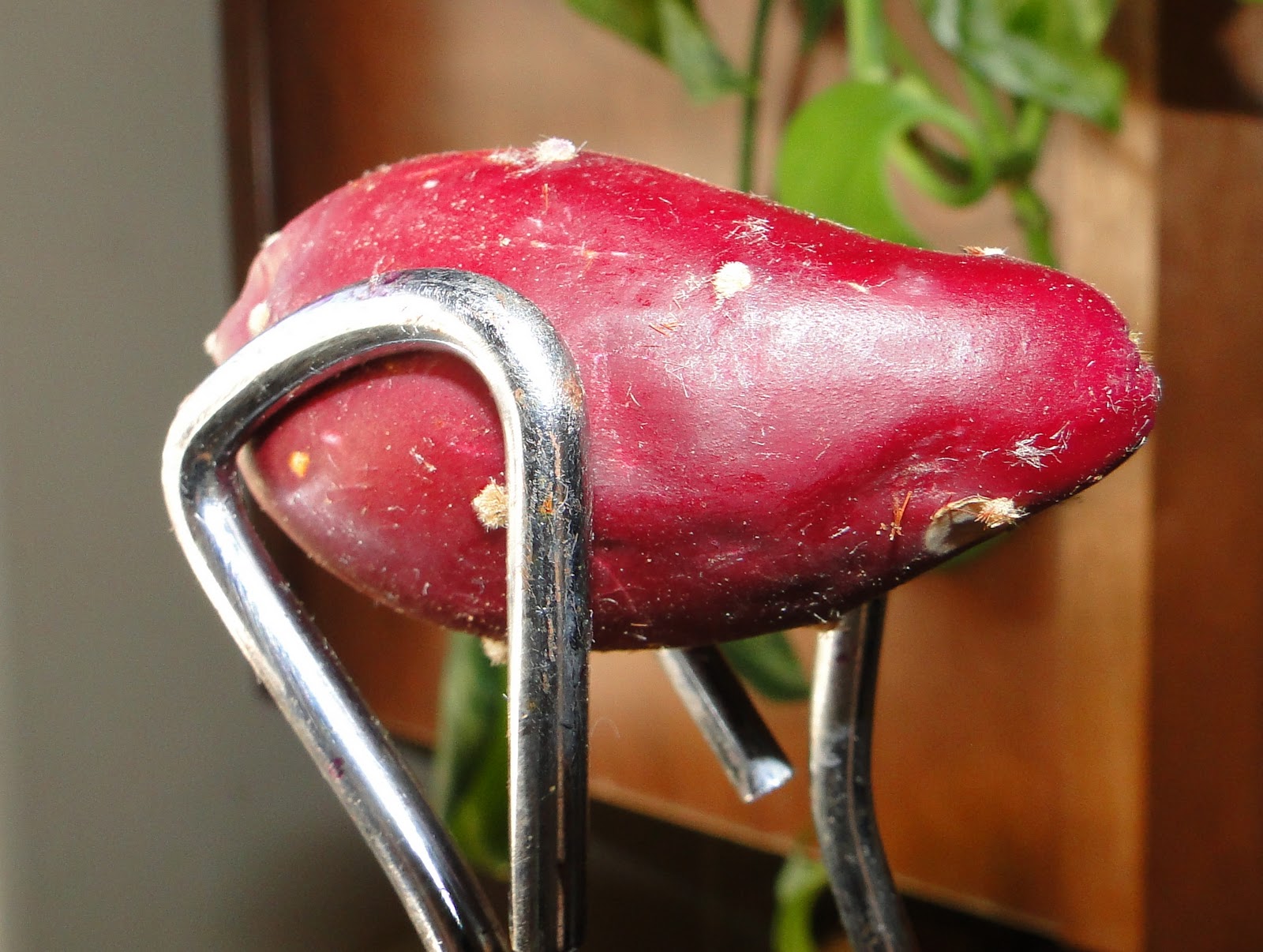 A Family That Birds Together Prickly Pear Jelly