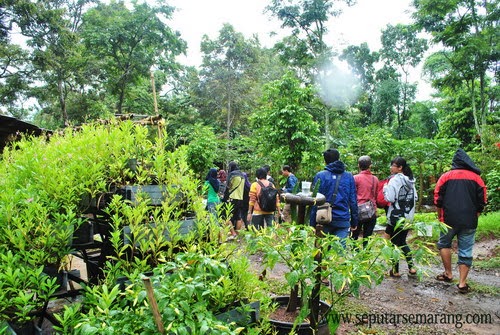 Rindangnya kebun temu kencono