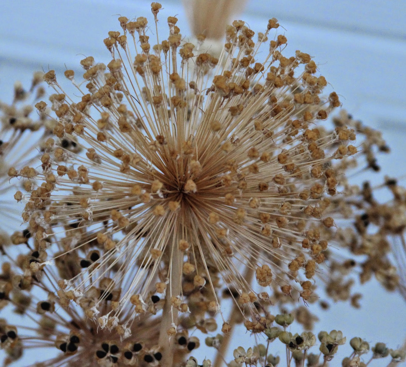 FALL ARRANGEMENTS Dried alliums, spider mums and decorative foliage