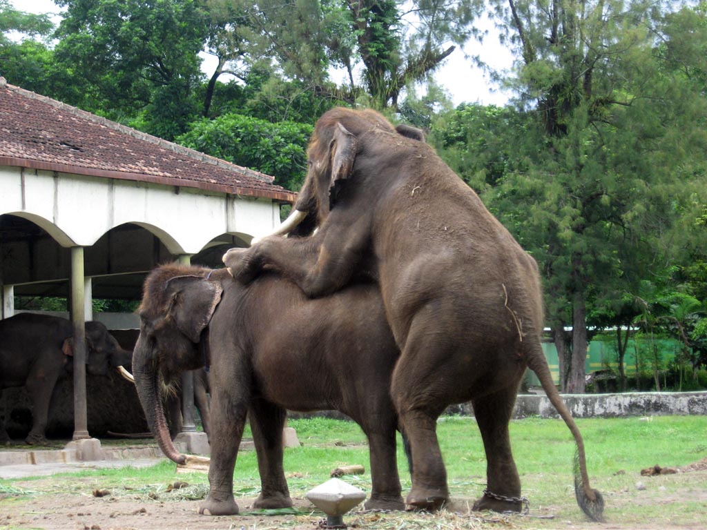 foto hewan - gambar gajah kawin