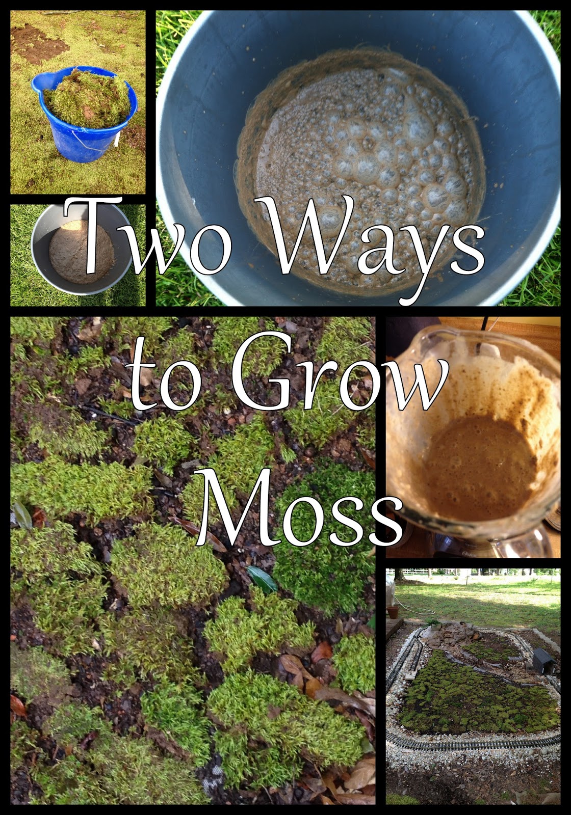 Charlotte's Empire How to grow moss