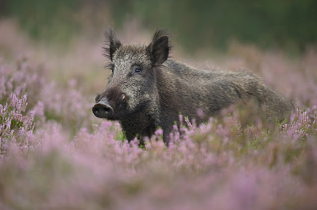 Lindas criaturas jugueteando alrededor de los bosques de Holanda