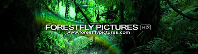 forestfly_pictures_banner