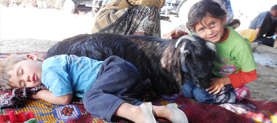 TÜRKLERİN ASLIYÖRÜKLÜK (2ö) turkcusiyasetname