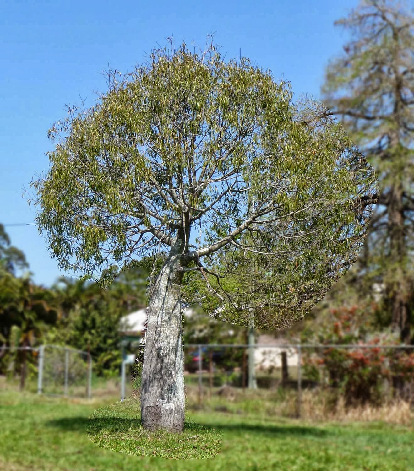 Stephen Cullum's Bonsai & Pottery Post 125 Bottle trees