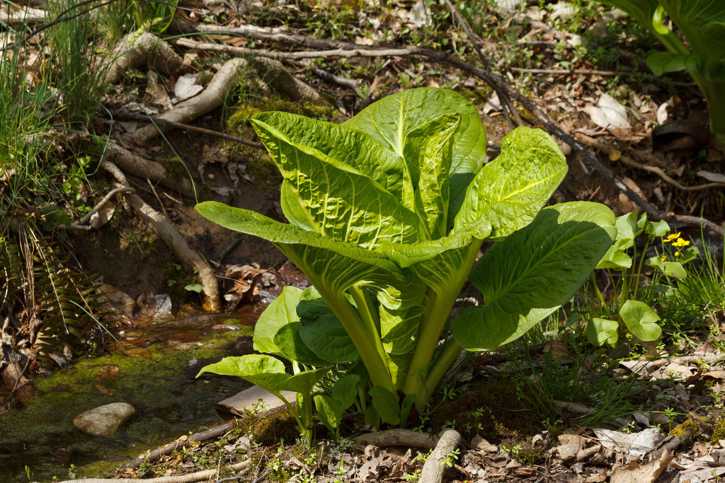 Real Monstrosities: Skunk Cabbage