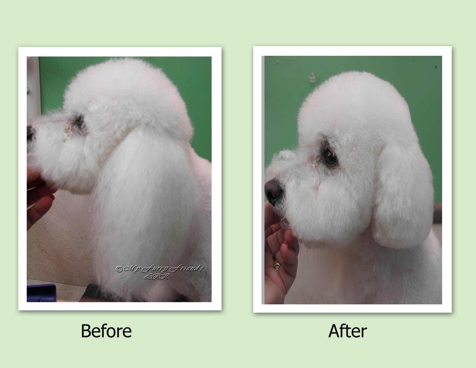 Pet Grooming The Good, The Bad, & The Furry Scissoring Ears to the