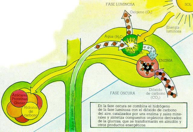 FIJACION CARBONO FOTOSINTESIS PDF fijacion carbono fotosintesis pdf: