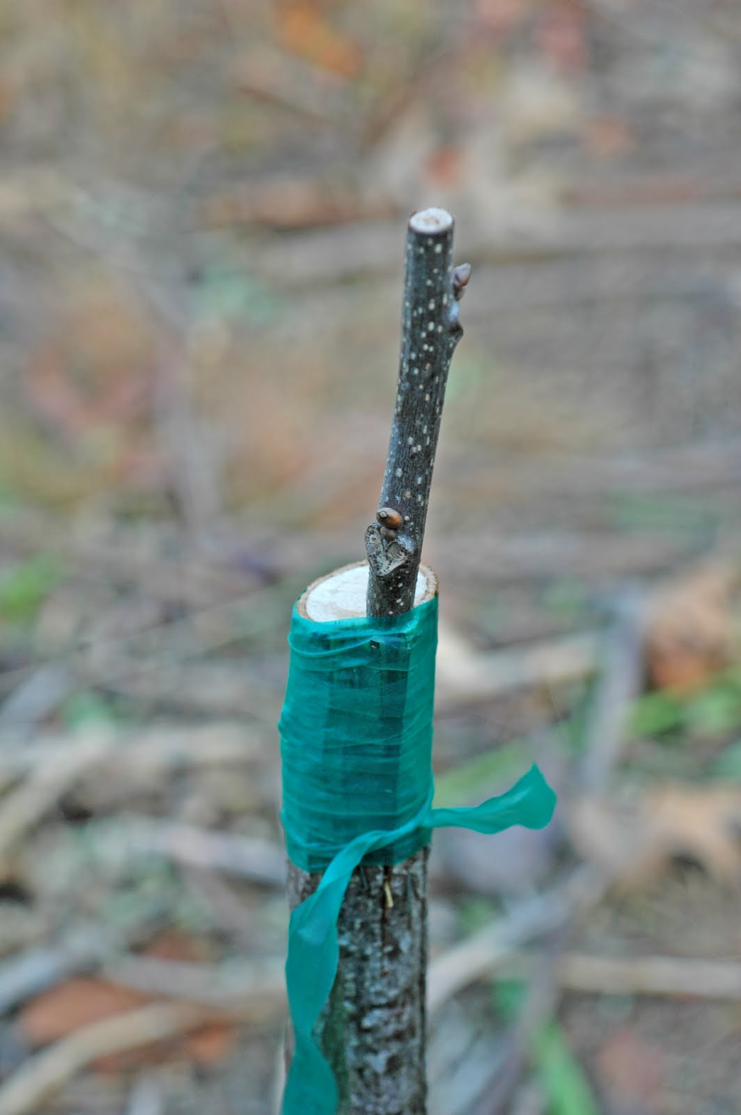 Northern Pecans Arrowhead grafting