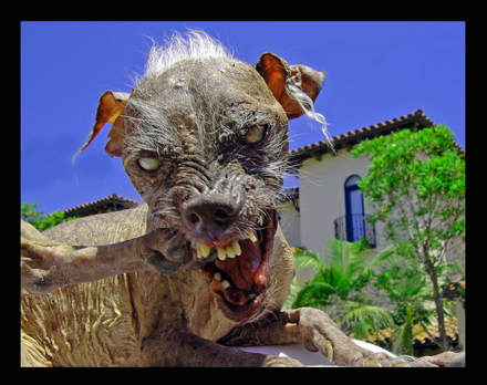Revolution Dead: What if your pets became Zombies?