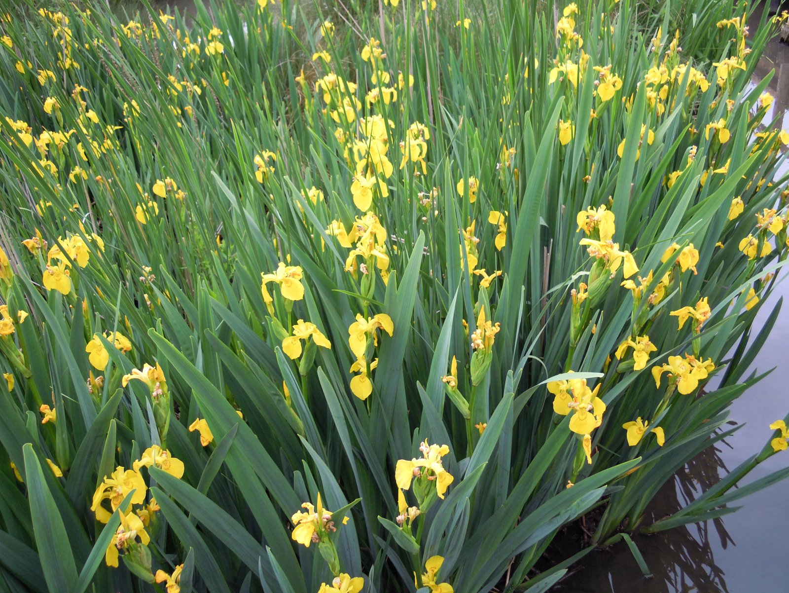 A Cotswold Year Yellow Iris