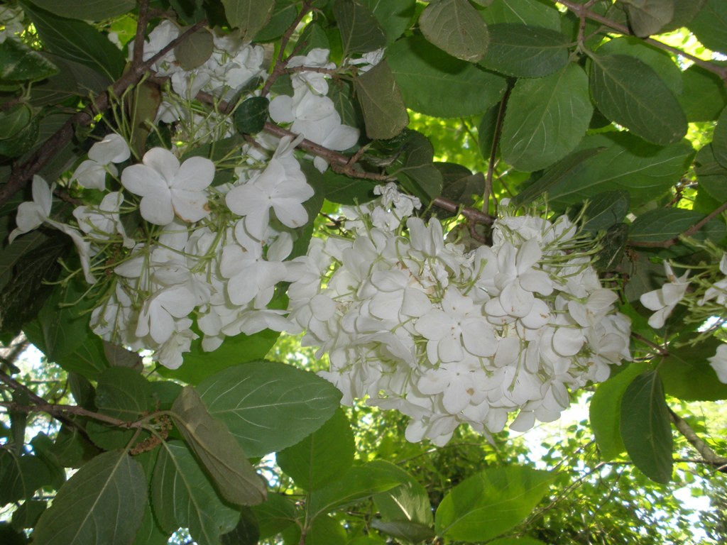 Snowball Viburnum Viburnum Macrocephalum Photos