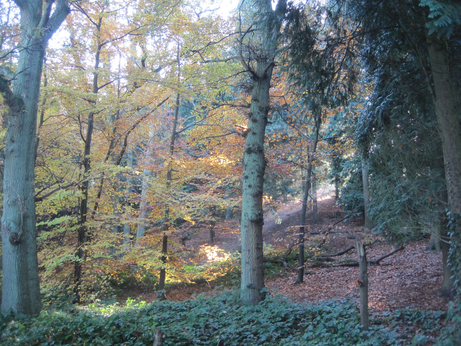Forts In Woods