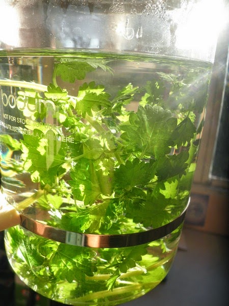 Stinging Nettle - Spring Detox 4 Stinging Nettle - Spring Detox