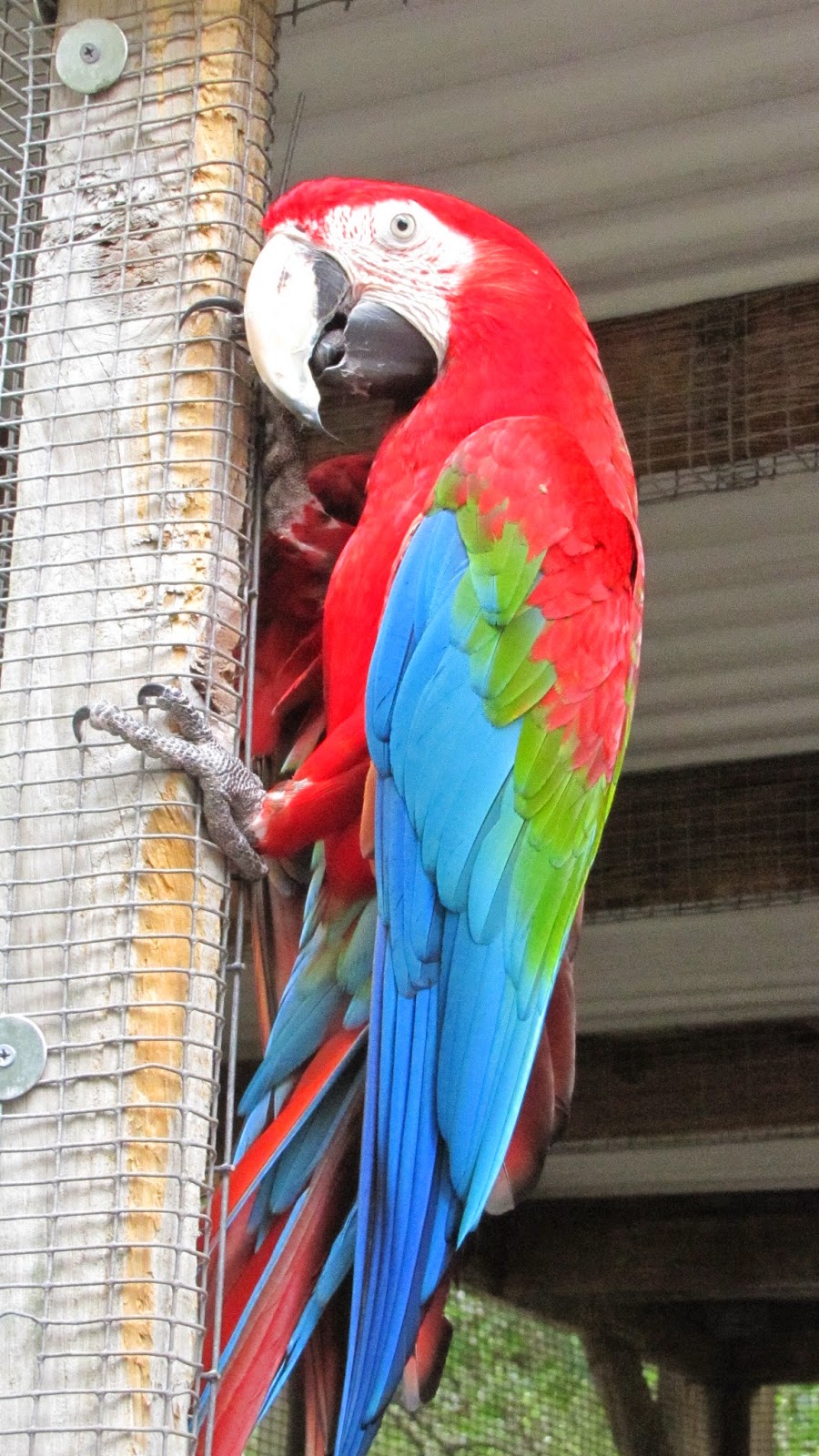 Local Adventures: Bird Garden of Naples - AS # 2