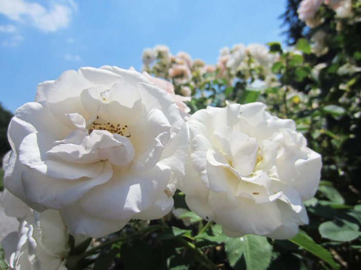 Violet S Silver Lining 3 Rose Parks In Columbus Park Of Roses