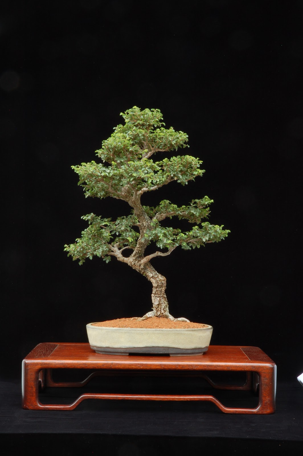 The Treeherd Naturalistic Bonsai Naturalistic Bonsai My definition