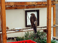 Krankenhaus für Wildtiere