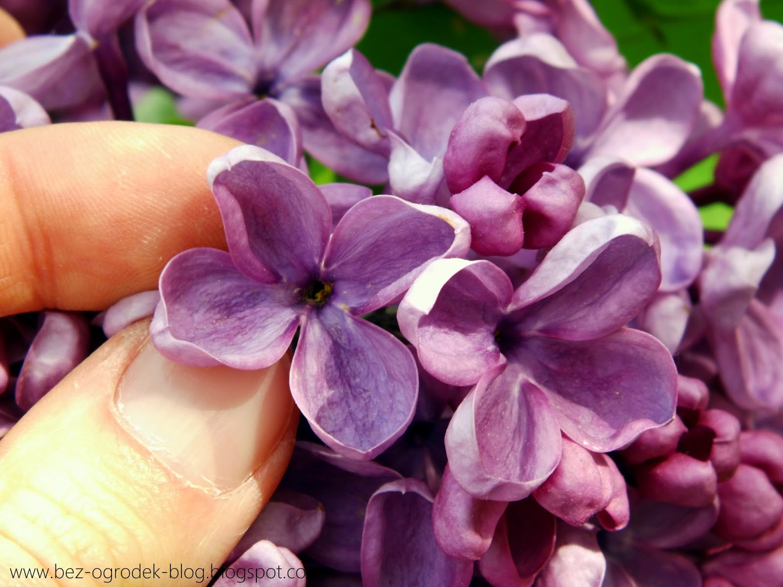 Angie S Garden Diaries