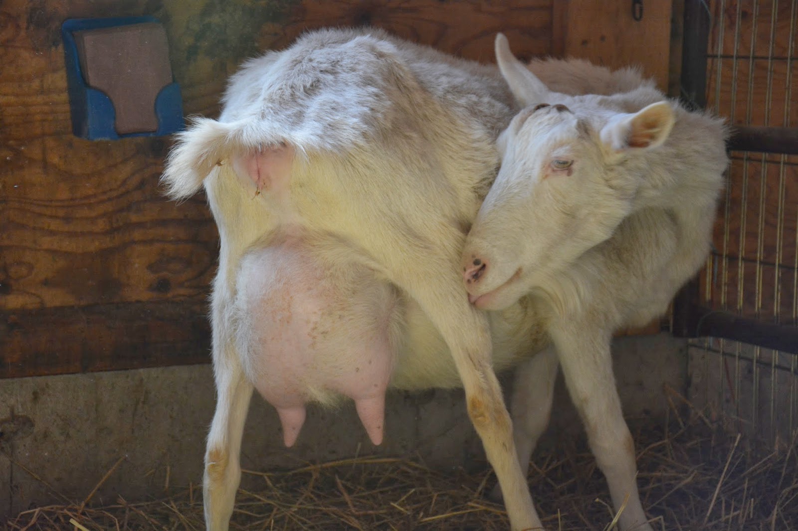 Farmer Peg Steps Leading Up to a Goat Kidding