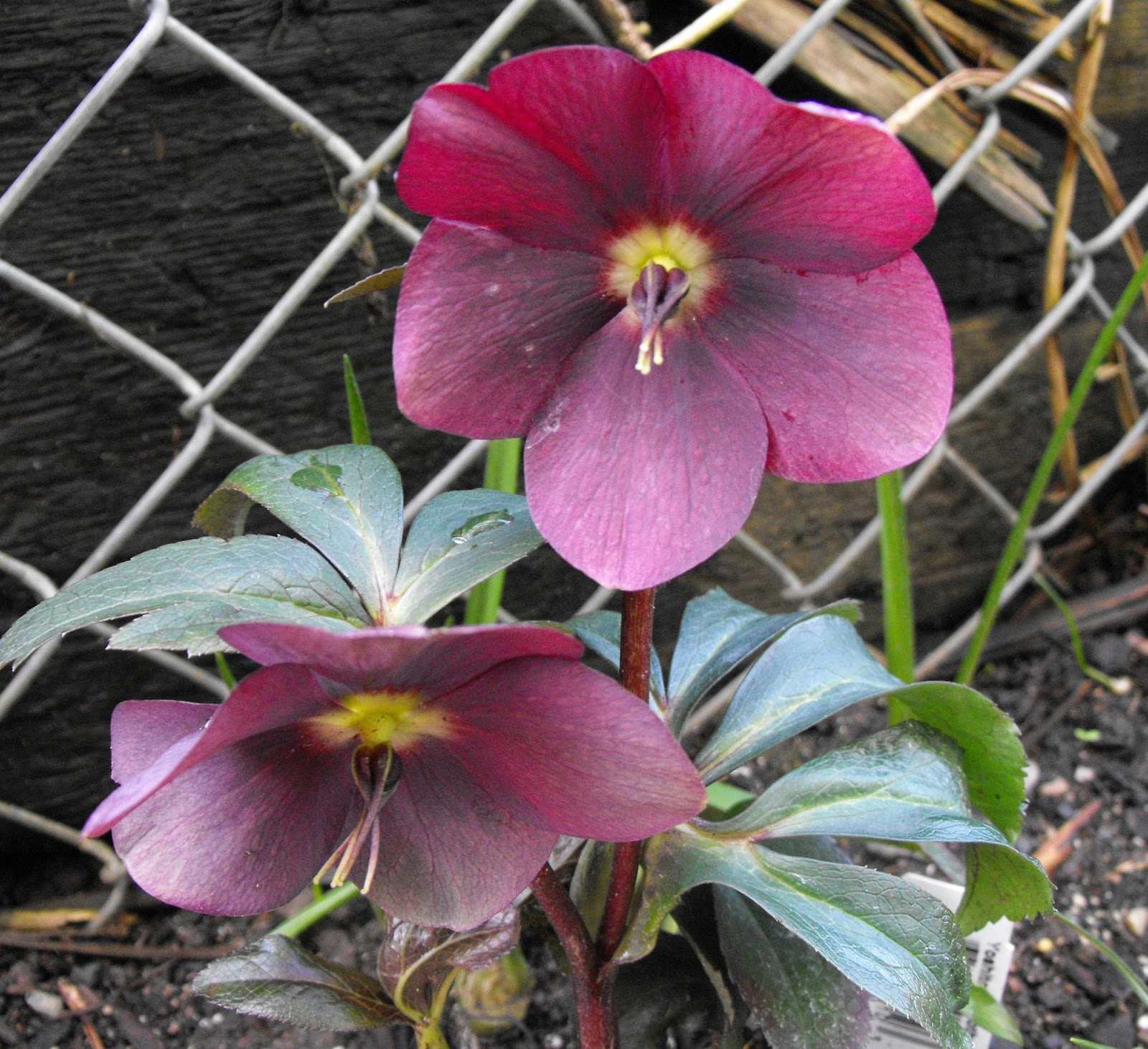 Future Plants By Randy Stewart Butterfly Bush