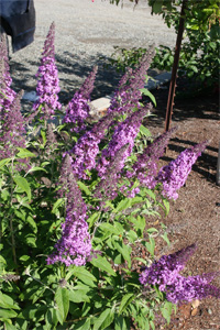 Viburnum X Burkwoodii Mohawk Growing The Home Garden