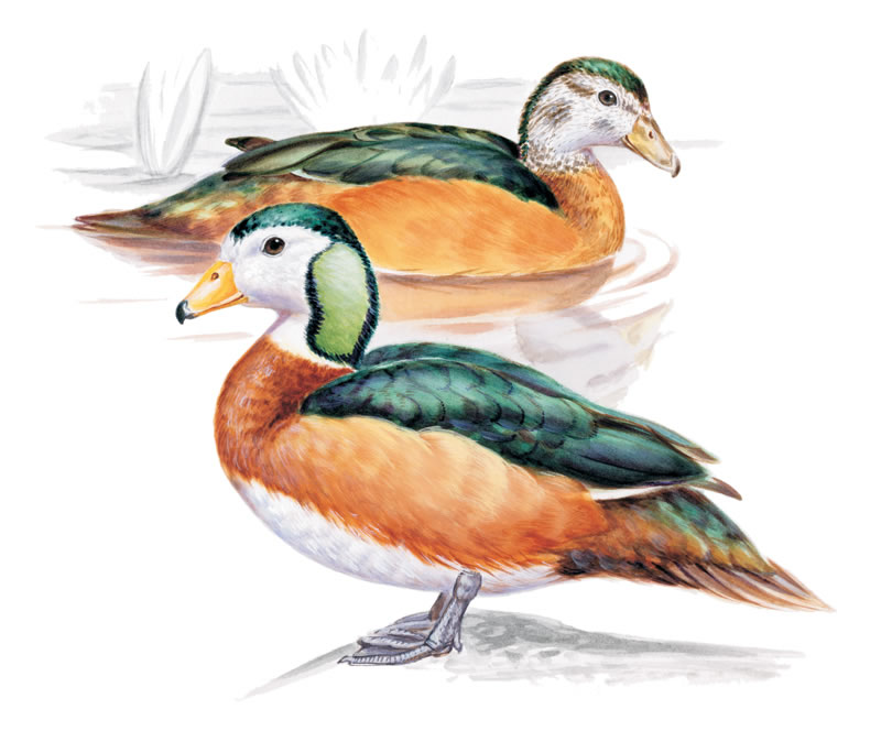 Waterfowl Nettapus auritus