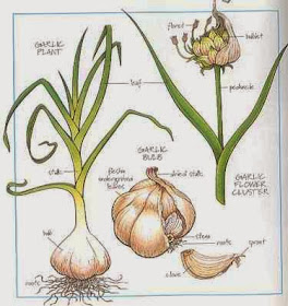 How to Start Garlic Farming Business 