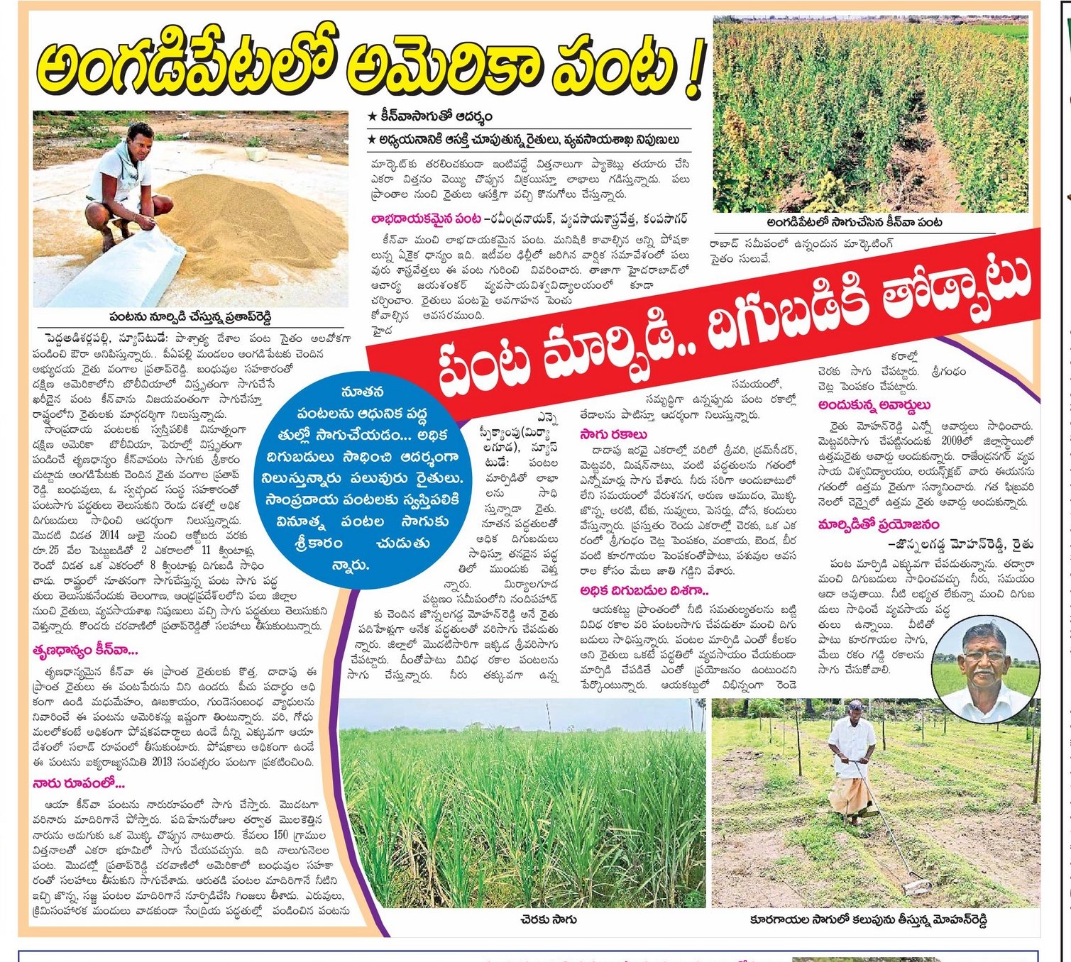 Simple, easy and Profitable Farming Quinoa rice (క్వినోవ )
