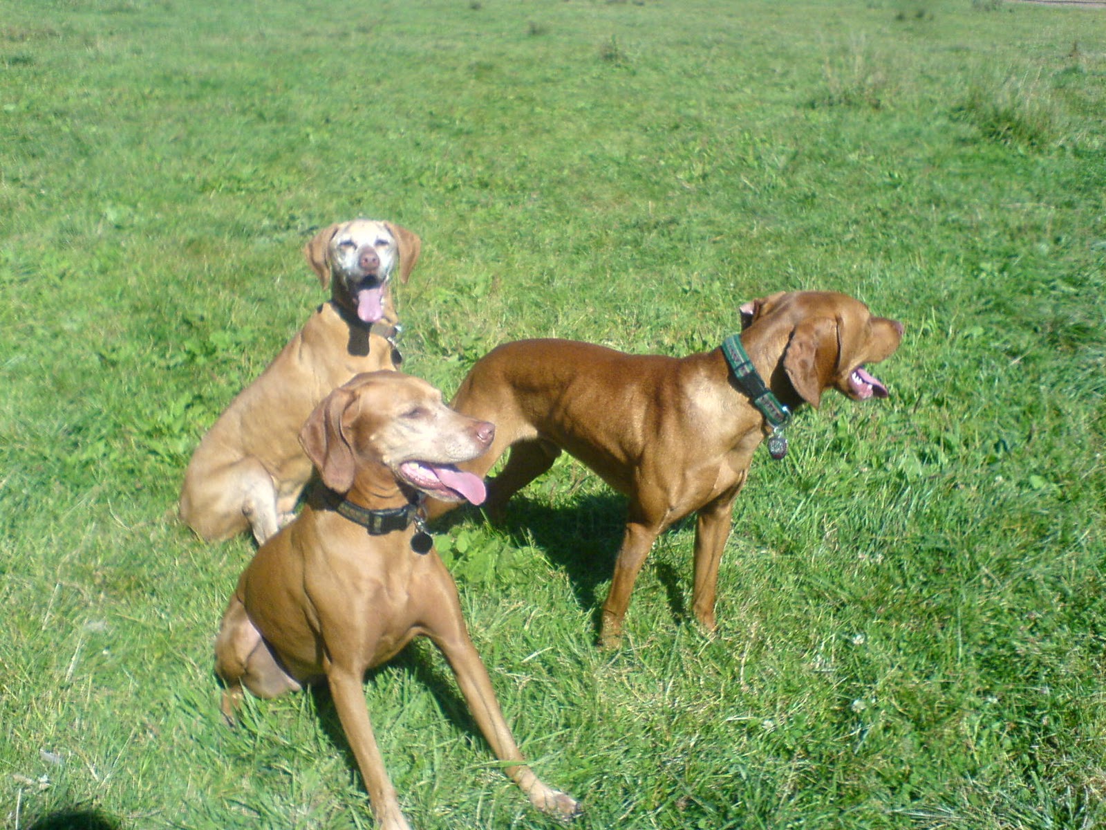 Dog Breed Vizsla