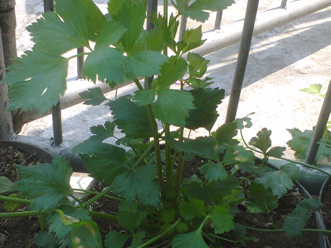 CARA MENANAM / BUDIDAYA SELEDRI DI POT / POLYBAG Pertanian