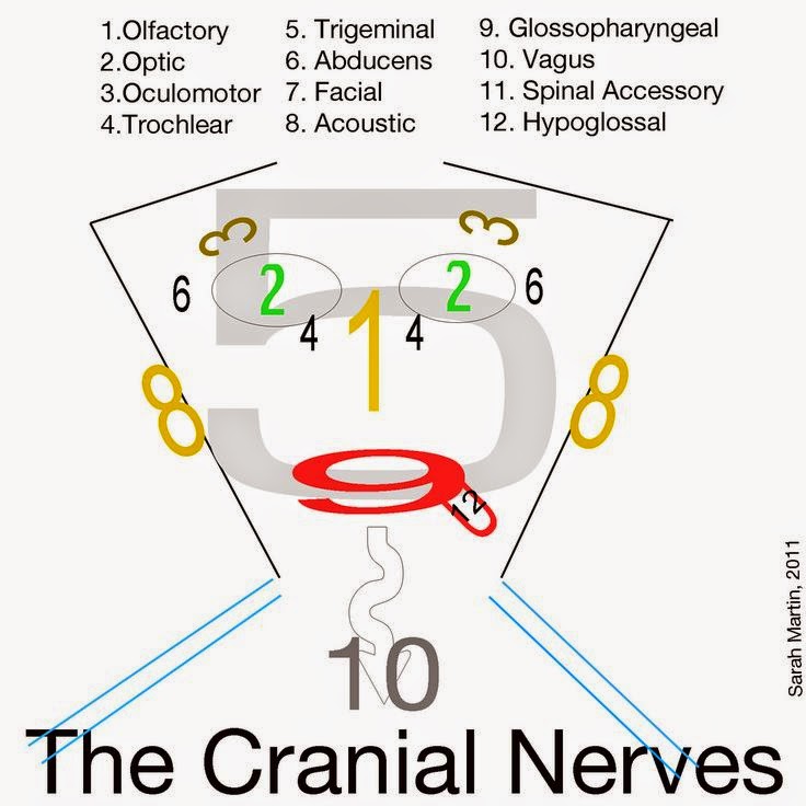 Trigeminal Neuralgia: April 2015
