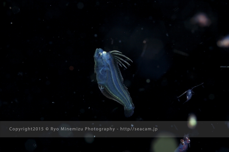 Black Water Dive ブラックウォーターダイブ ヒラメの稚魚