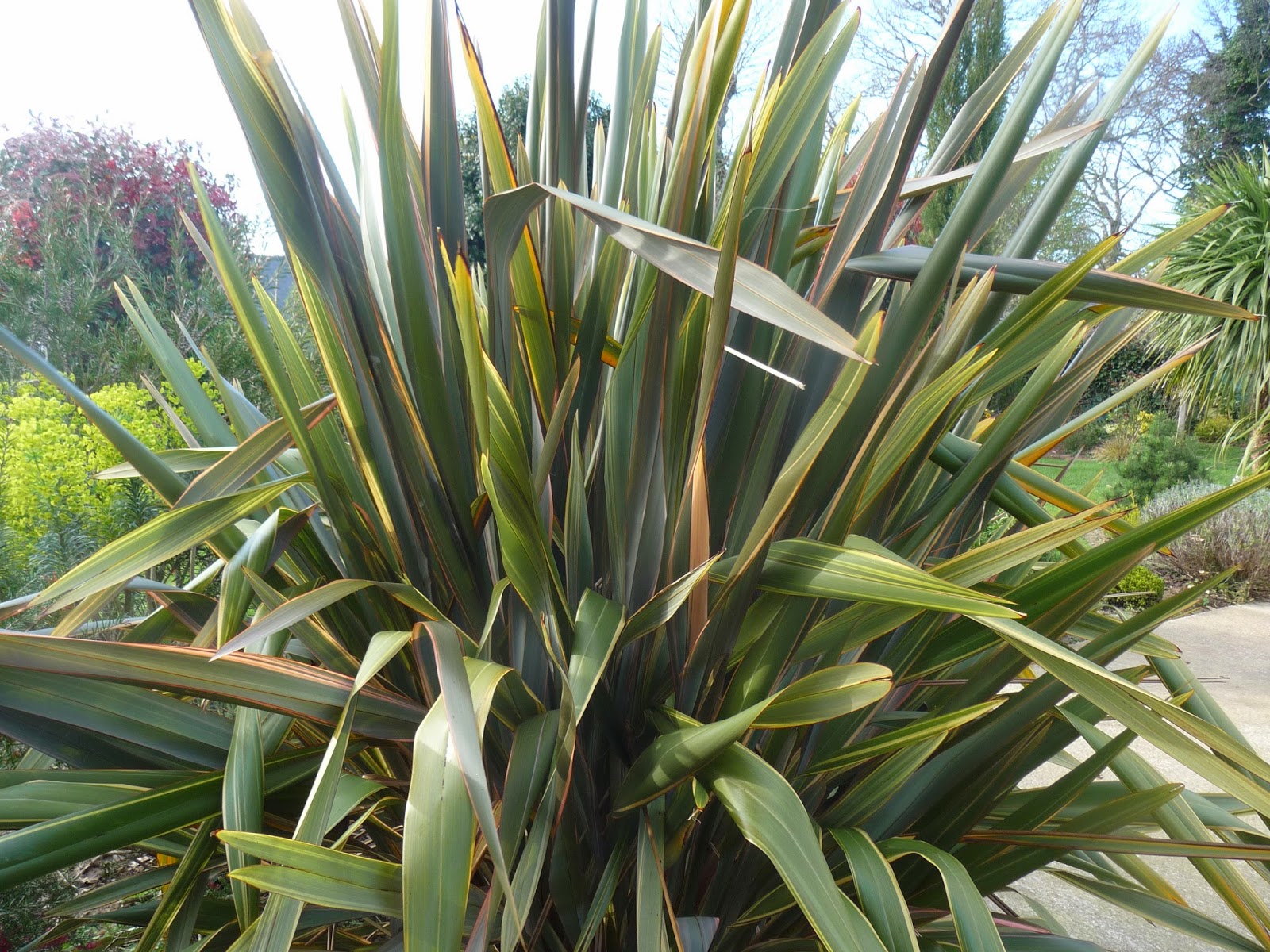 Roses Du Jardin Cheneland Berberis Thunbergii Rosy Glow