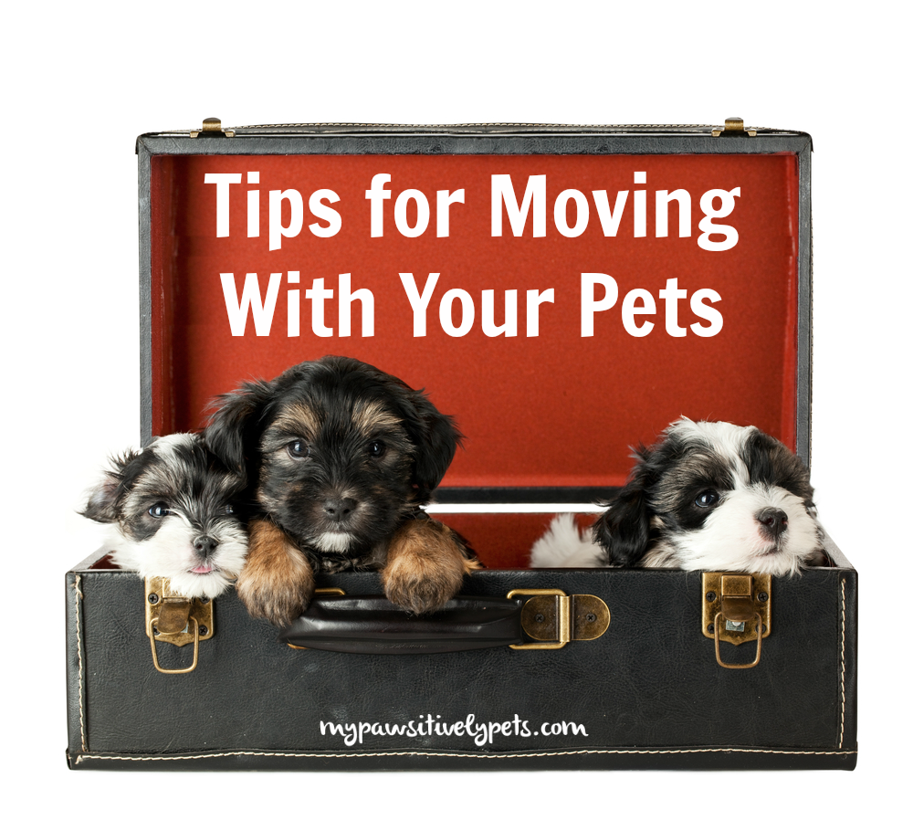 Tips for Moving With Your Pets and a Giveaway Pawsitively Pets